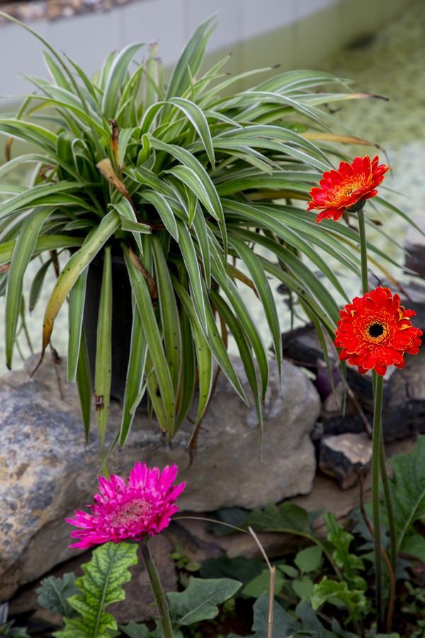 Tam Coc Palm House Vila Ninh Binh Exterior foto